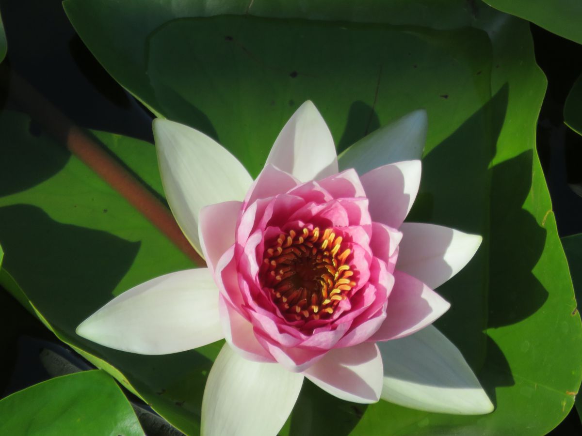 imagini hotel jiva beach fethiye